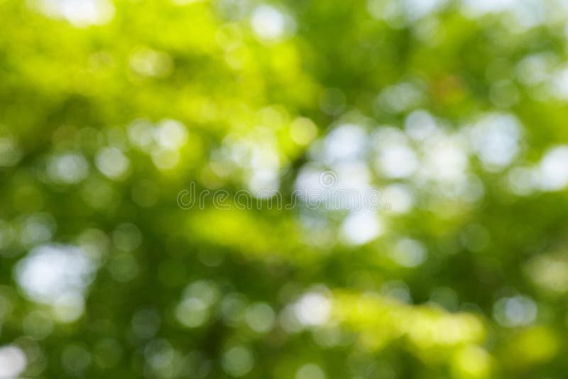 Blur Green Background from Tree Stock Photo - Image of light ...