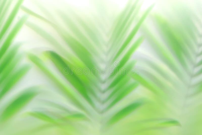 Lá cây cọ Blur Green Palm Leaves Bokeh Effect sử dụng hiệu ứng Bokeh mềm mại để tạo độ sâu và ấm cúng cho bất kỳ bức ảnh nào. Với những người yêu thiên nhiên, hình ảnh này sẽ đắm say trái tim bạn.