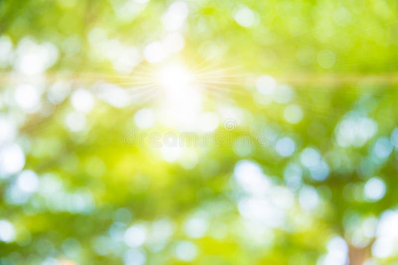 Blur Green Tree Background in Park Garden Stock Photo - Image of summer,  garden: 111118356