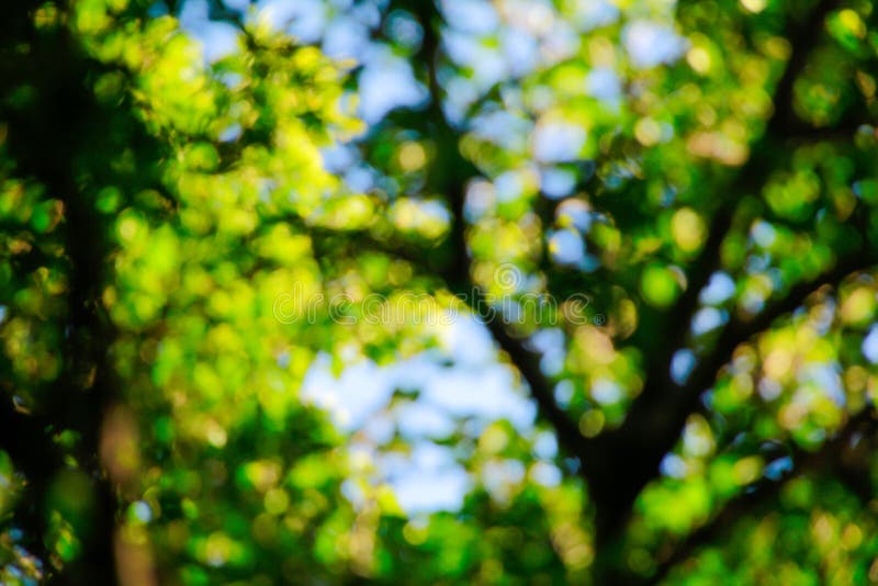 Blur Green Trees for Background or Wallpaper Stock Image - Image of