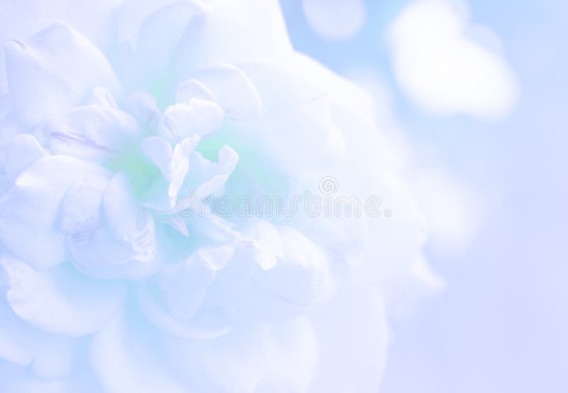 Blur photo de focused of white rose stock photo Blur photo de focused of white rose stock photo