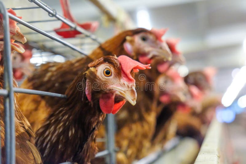 Multilevel production line conveyor production line of chicken eggs of a poultry farm royalty free stock images Multilevel production line conveyor production line of chicken eggs of a poultry farm royalty free stock images