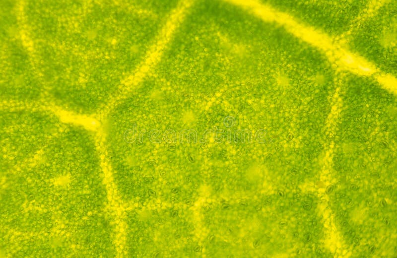 Blur Texture of Plants Cells Stock Image - Image of genetics, green ...