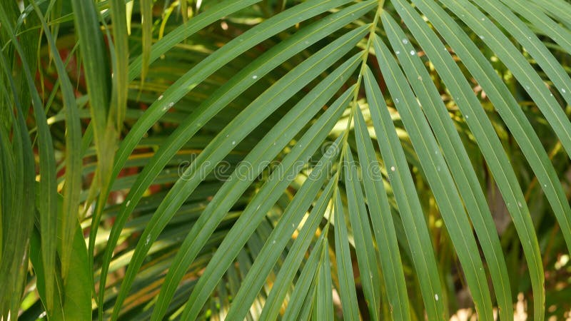 Lush Foliage Of Tropical Jungle Forest Or Exotic Amazon Rainforest