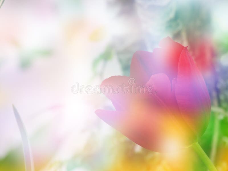 Blur Tulips Background stock image. Image of spring, magenta 52514309