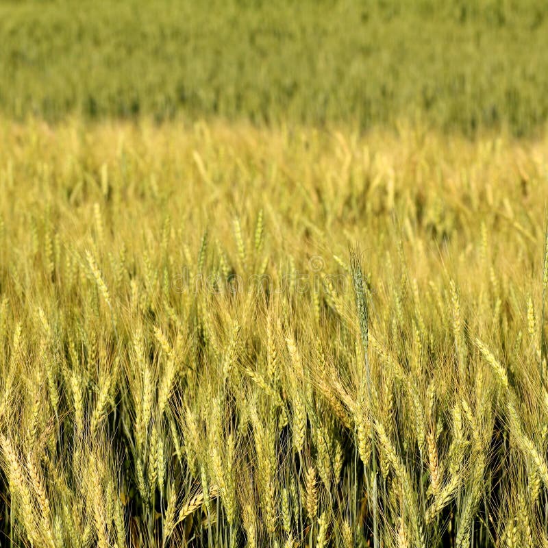 Blur yellow Barley field stock image. Image of golden - 50405437