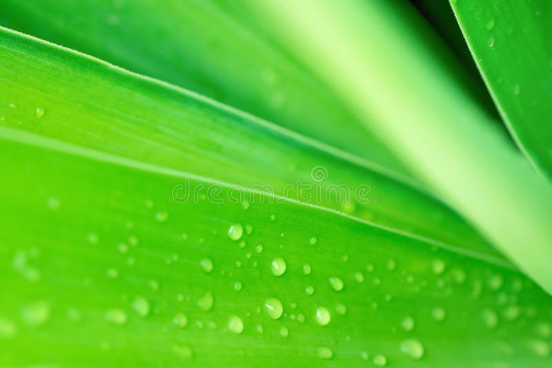Blurred Abstract Botanical Nature Background. Elegant Large Green Palm Leaf with Rain Drops. Background Wallpaper Poster Template