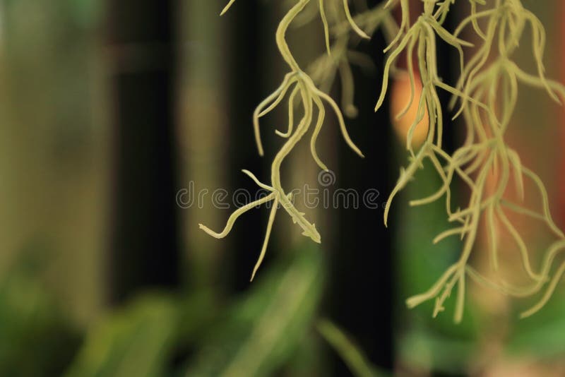 Blurred Aerial Root of Spanish Moss in the Air Stock Photo Image of