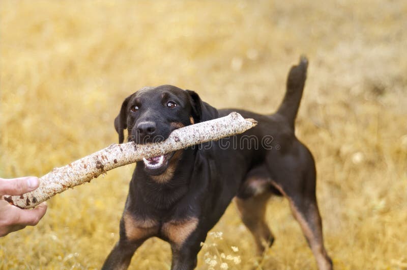 Dog Holding Stick Stock Photos Download 895 Royalty Free Photos