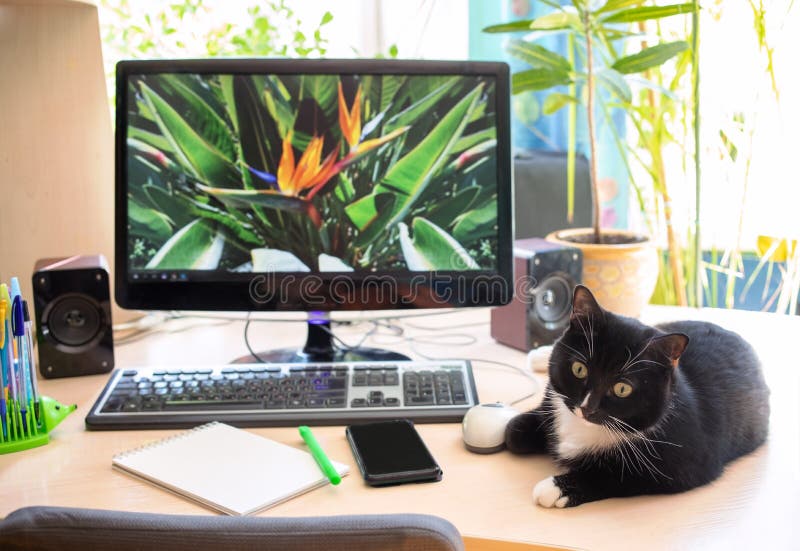 Blurred background cozy home workplace with enabled computer, houseplants and cat. Remote work, distance E education royalty free stock photography