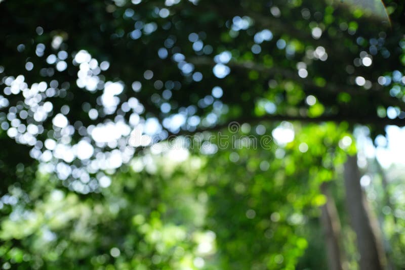 Blurred Beautiful Nature Background Blurry of Leaf Bokeh Forest. Stock