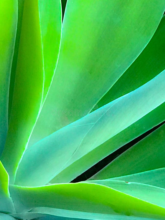 Soft Focus Aloe Vera Cactus