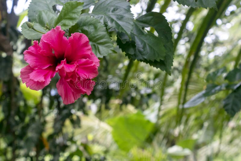 Blurred close-up of pink Hibiscus flower in the garden with copy space