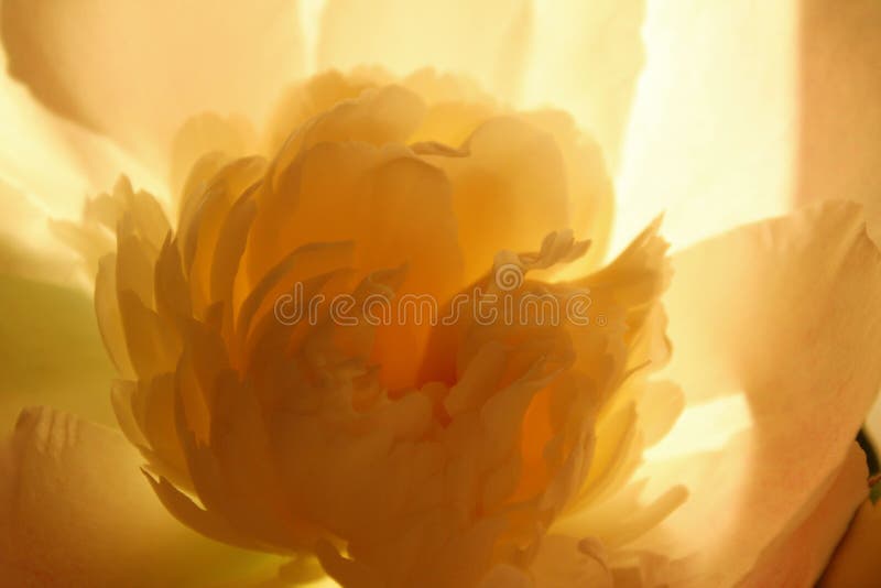 Blurred Cropped Shot Of A Pink Flower. Peony Flower, Close Up. Floral Pattern With Light Pink Peony Flower.Soft Pattern Of Flower