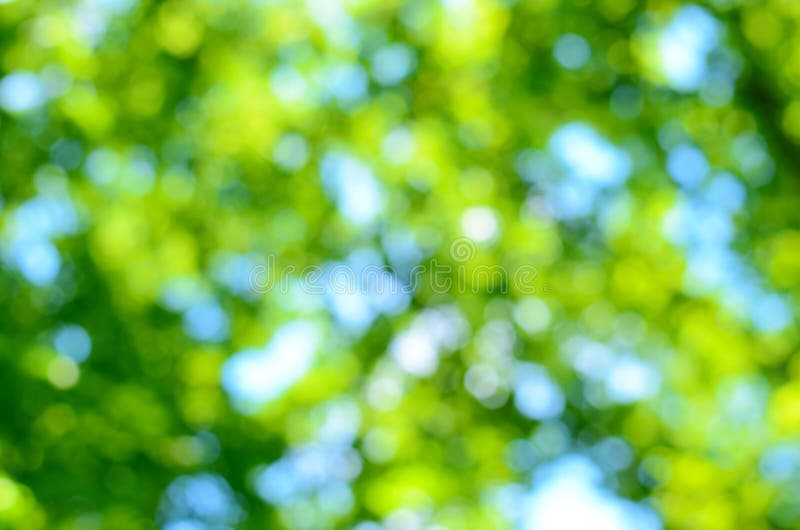 Blurred forest background stock image. Image of defocus - 41346239