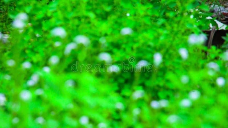Blurred grass background motion zoom in and focus point