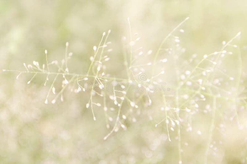 The blurred grass nature, soft grass flowers fresh for background, small grass meadow blur in sun light morning day, natural flower of grass soft bright wallpaper blur image