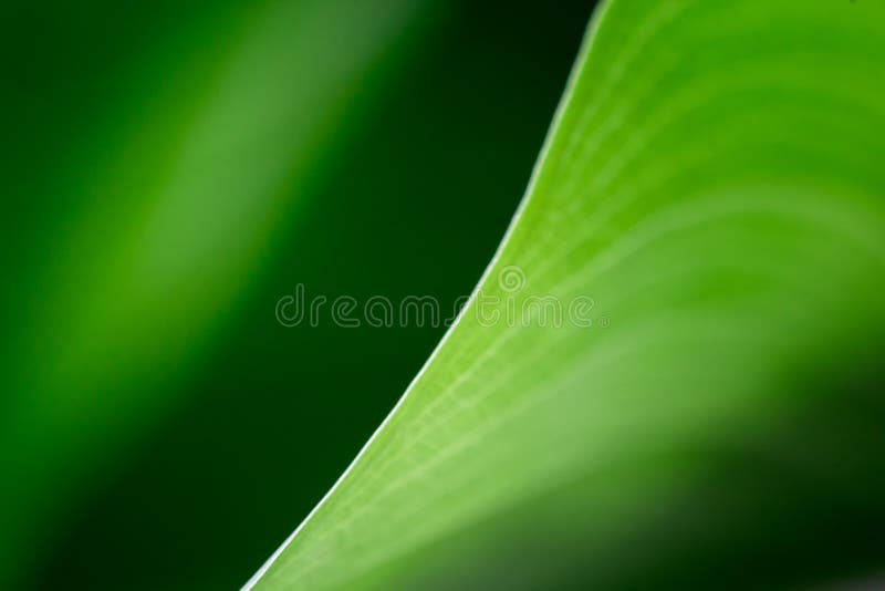 Blurred green leaf houseplant macro. elegance diagonal line between light and shadow. abstract modern minimalist pattern . empty s stock photo Blurred green leaf houseplant macro. elegance diagonal line between light and shadow. abstract modern minimalist pattern . empty s stock photo