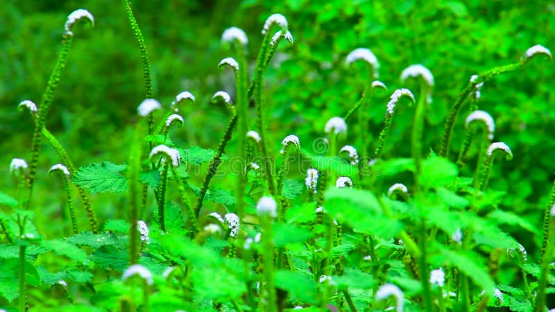 Blurred grass background motion zoom in and focus point