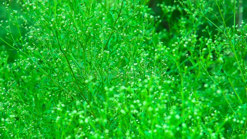 Blurred grass background motion zoom in and focus point