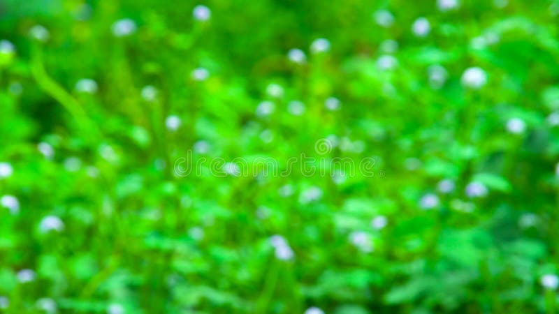 Blurred grass background motion zoom in and focus point