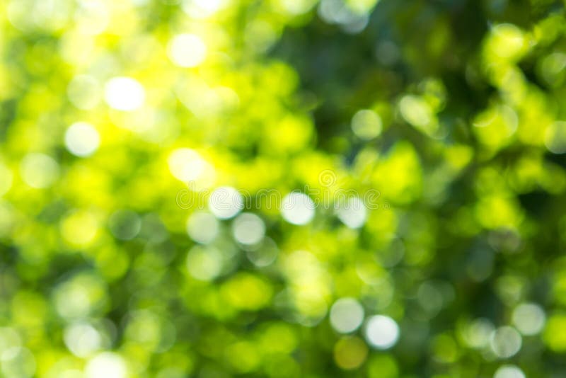 Blurred green tree leafs at sun background with bokeh, summer nature texture. Blurred green tree leafs at sun background with bokeh, summer nature texture