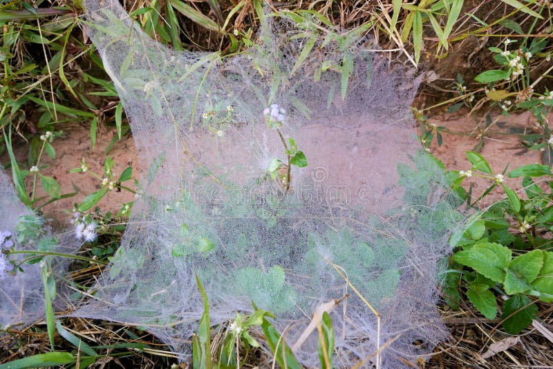 Blurred image of cobwebs spider web with dew drops in the morning, Abstract natural background