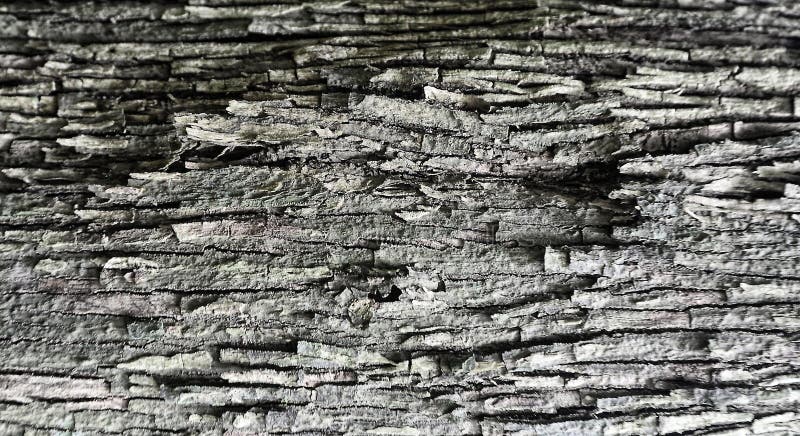 Blurred image,Textures and natural patterns Bark of tree trunk royalty free stock images