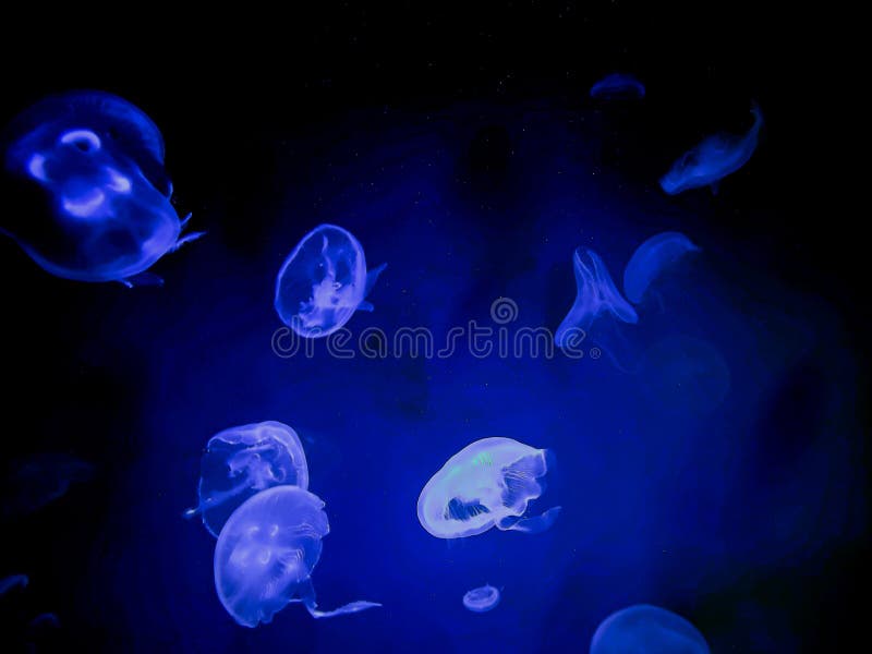 350 Jellyfish Moving Stock Photos - Free & Royalty-Free Stock Photos from Dreamstime 350 Jellyfish Moving Stock Photos - Free & Royalty-Free Stock Photos from Dreamstime