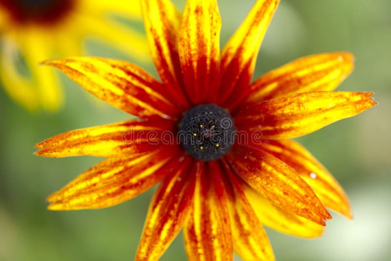 sunflowers wooden fence closeup brown summer copy space sunflowers wooden fence closeup brown summer copy space