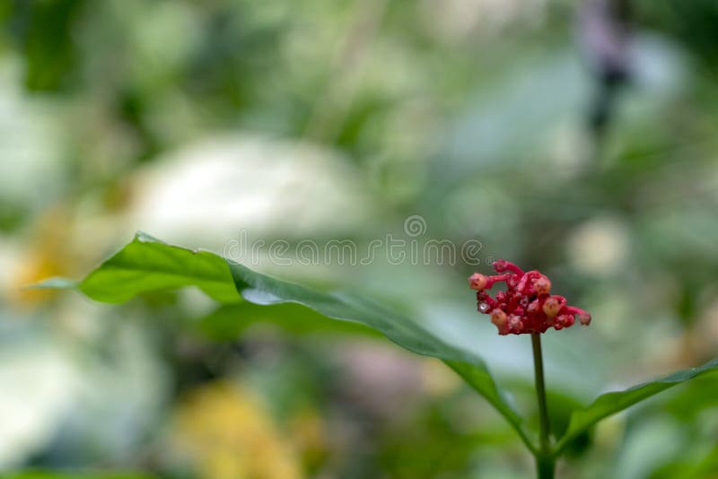 Blurred nature background with red tropical flowers stock photos Blurred nature background with red tropical flowers stock photos