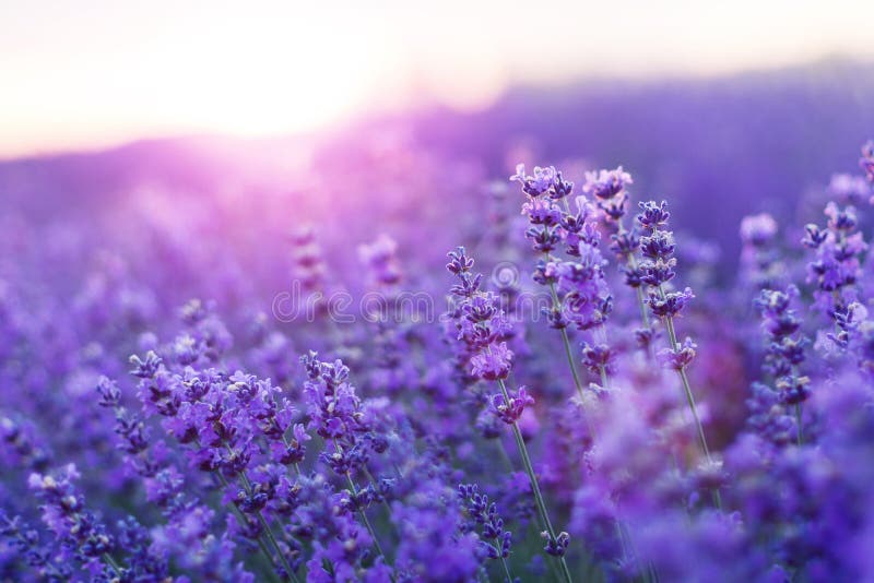 Blurred Nature Scenes Lavender Flowers Beautiful Nature Field Scene In