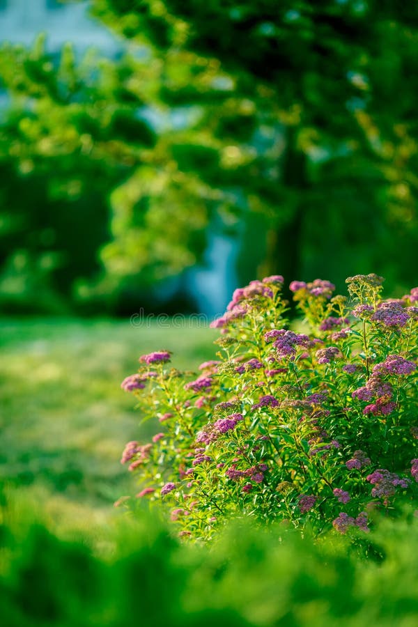 Blurred Park, Natural Background Stock Image - Image of natural, background:  180007469