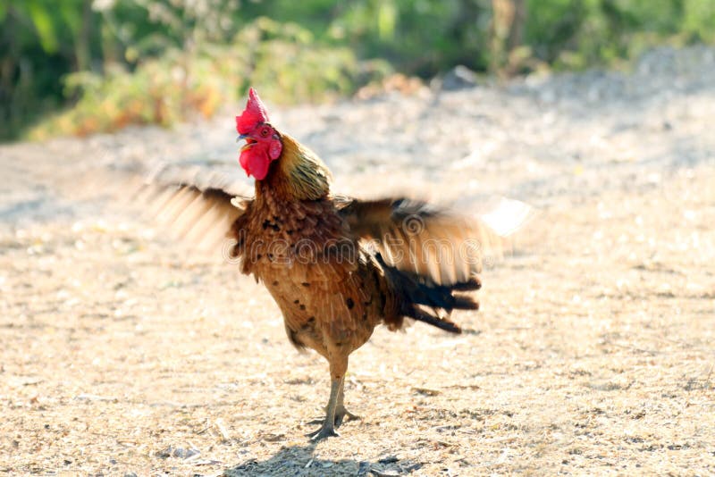 Rooster Wing: Nếu bạn đam mê nấu ăn và yêu thích món gà kho truyền thống, hình ảnh Rooster Wing chắc chắn sẽ khiến bạn thèm muốn hơn. Chi tiết cánh gà tươi rói được chế biến theo phong cách độc đáo sẽ làm cho bữa ăn của bạn trở nên thú vị hơn bao giờ hết. 