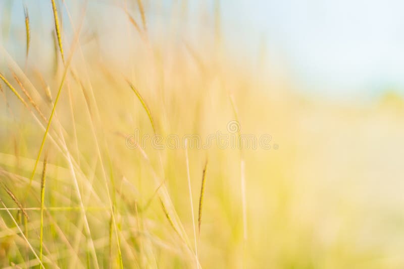 Blurred Yellow Grass Background Stock Photo Image of garden, summer