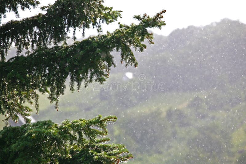 Blurry hill in rain with pine and grape leaves