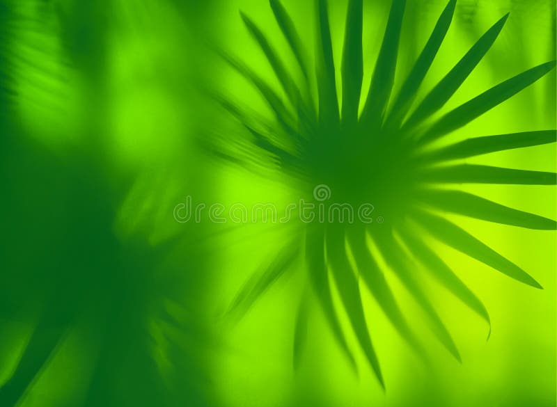 Tropical Bamboo Trees Behind Frosted Glass Fog Backlighting Stock