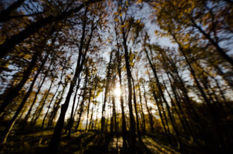 23,642 Blurry Forest Photos - Free & Royalty-Free Stock Photos from ...