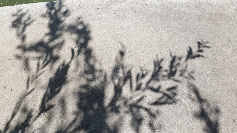 Blurry shadows from tree foliage on rough cement surface background stock photo