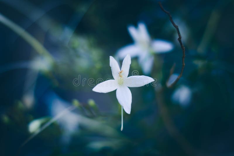 Blurry and soft focus of Cork tree`s white flower, Indian Cork
