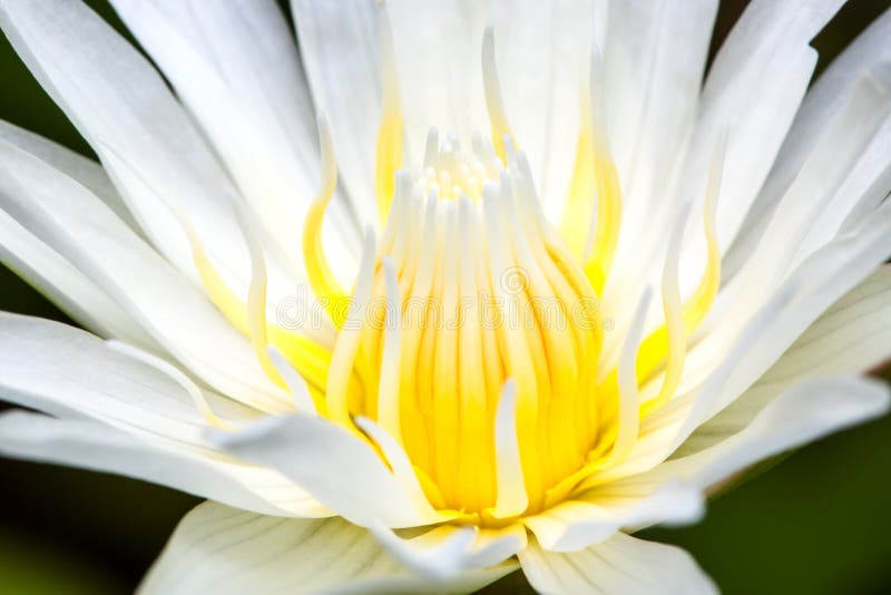Blurry stamen of lotus stock image. Image of floral, pistil - 59557959