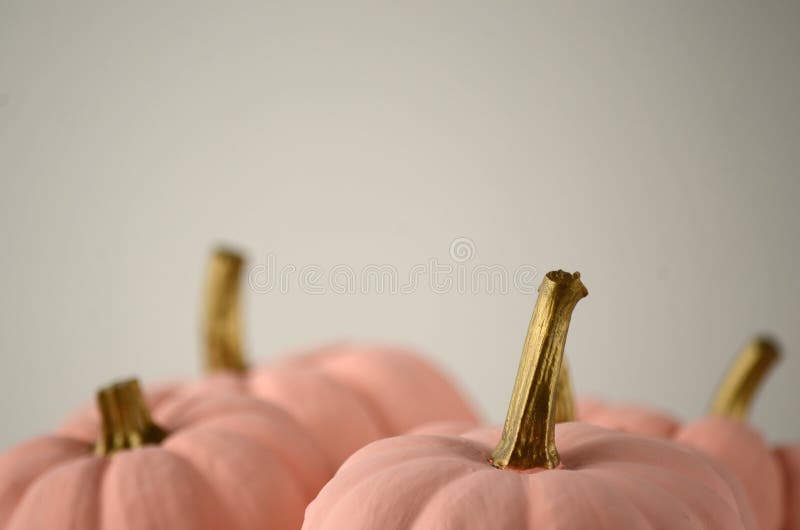 Blush Pink Pumpkins with Gold Stems on Solid Color Background with Copy