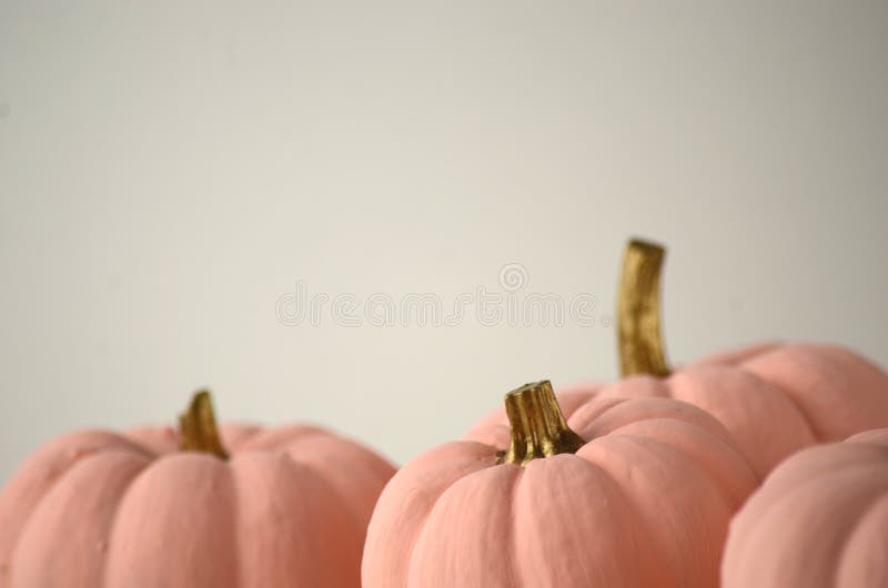 Blush Pink Pumpkins with Gold Stems on Solid Color Background with Copy