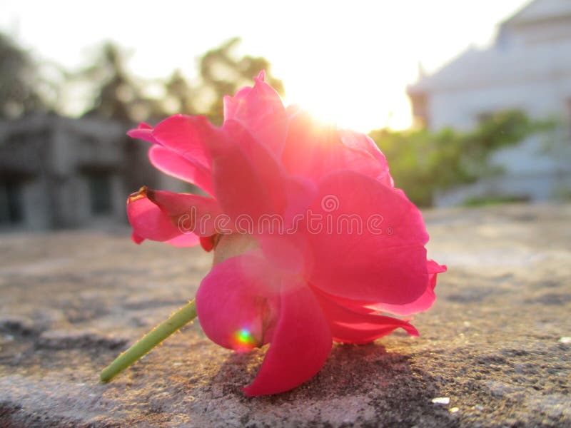 Blushing rose photography