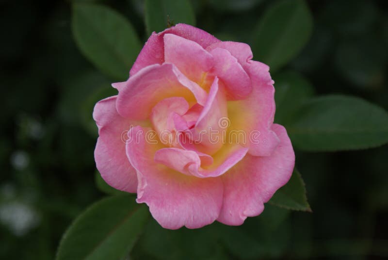 Blushing rose photography