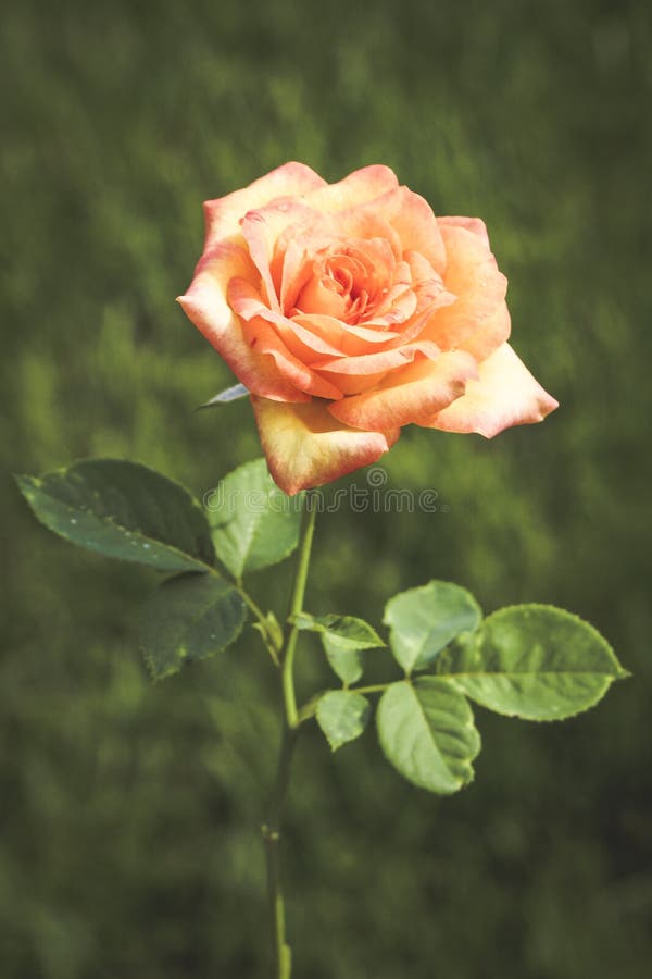 Blushing rose photography