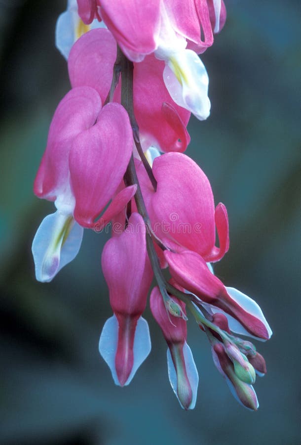 Blutendes Herz II stockbild. Bild von inneres, botanisch 20043