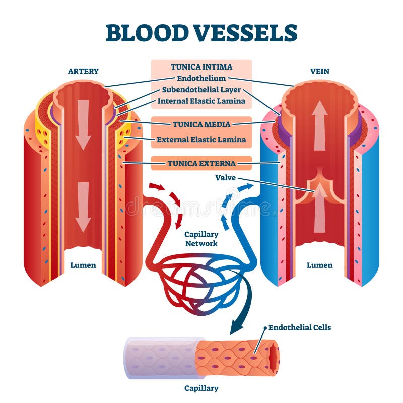 Blutgefäße mit Vektorillustration der internen Struktur der Arterie und Vene