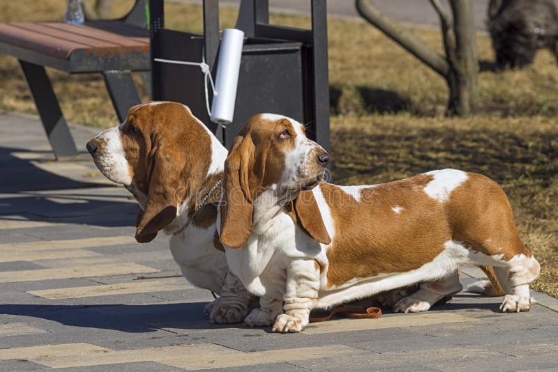 BluthundHündchen Mit Dem Kurzen Haar Und Kurze Beine Und Ein Langes T