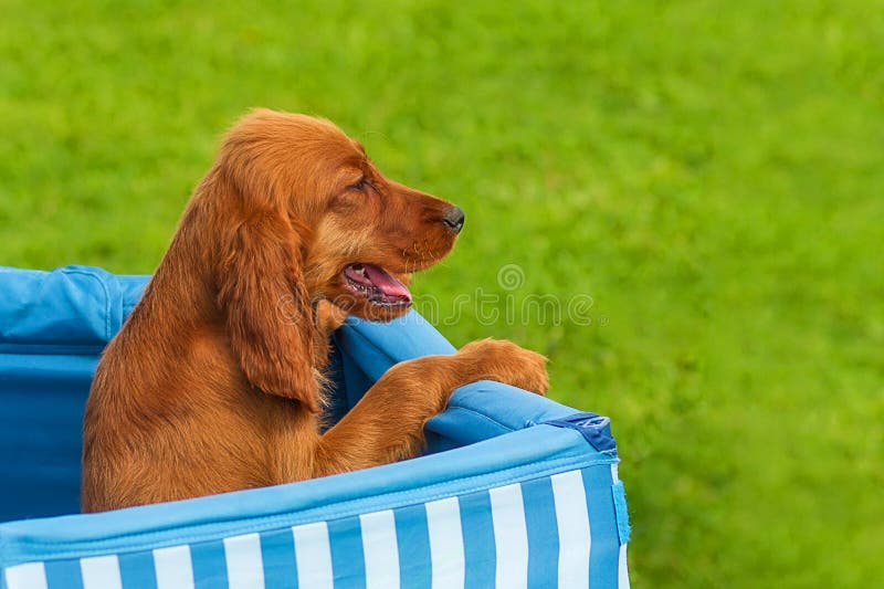BluthundHündchen Mit Dem Kurzen Haar Und Kurze Beine Und Ein Langes T